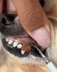 CanineClean Pro™ Pet Oral Care