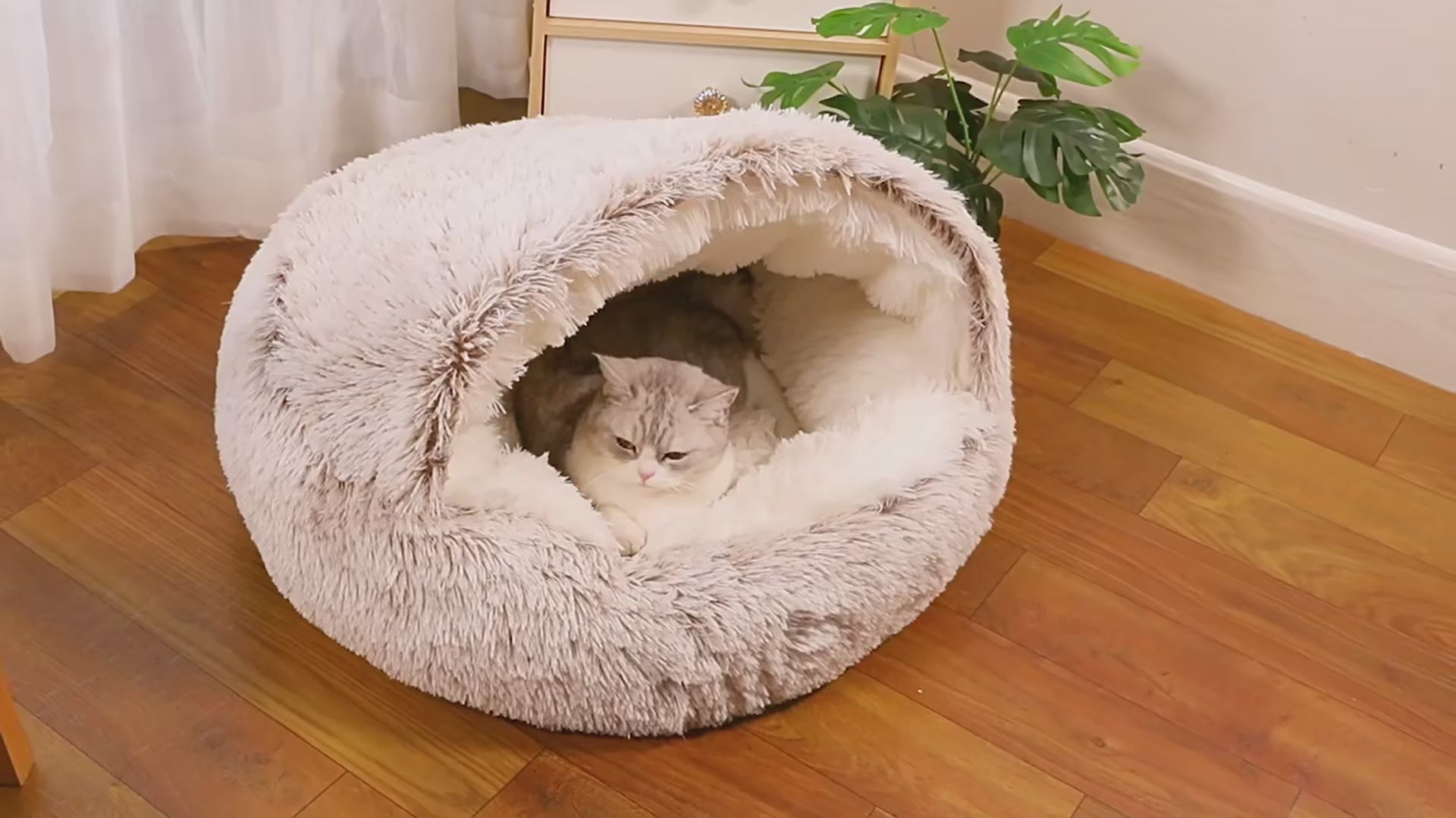 Load video: cat in cat bed