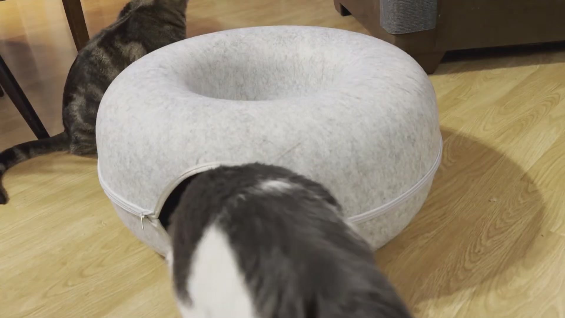 Load video: cats playing with the donut ca tbed