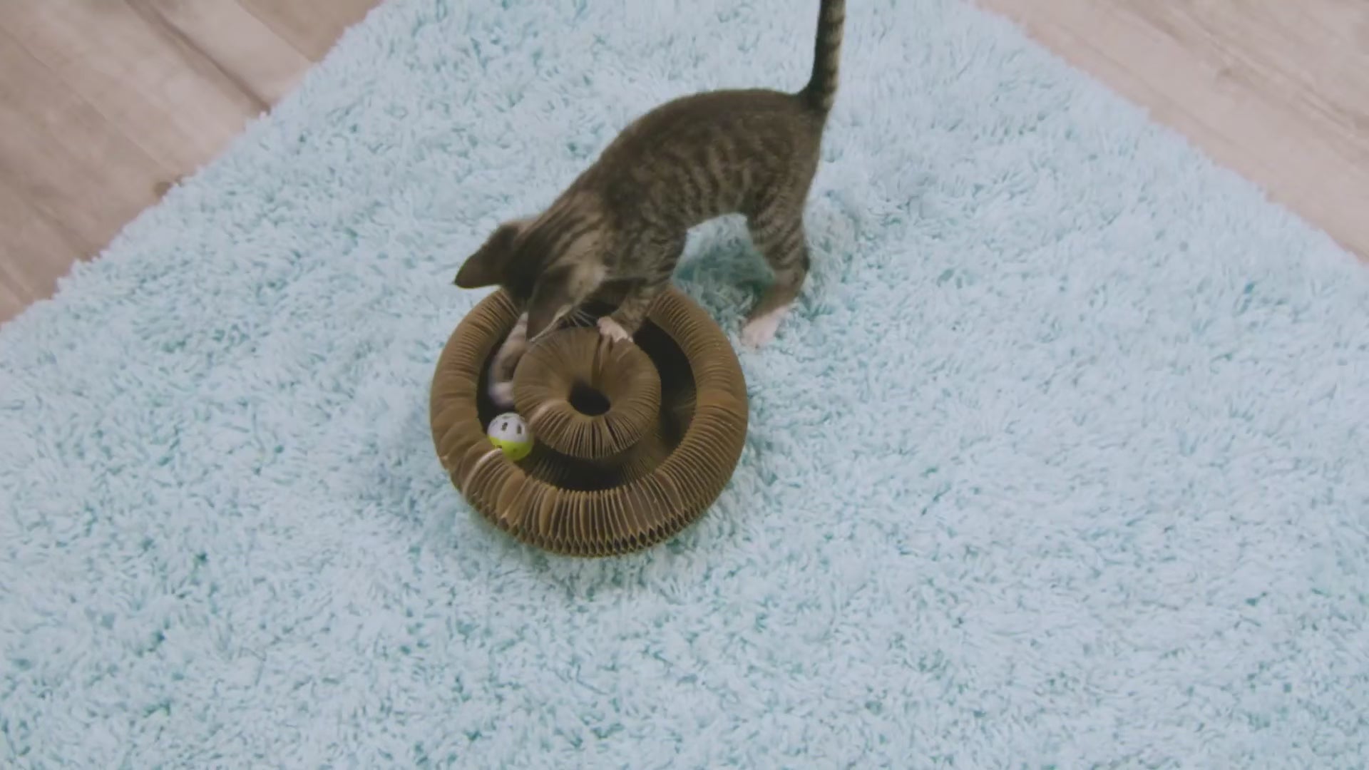 Load video: cats playing with the curl toy